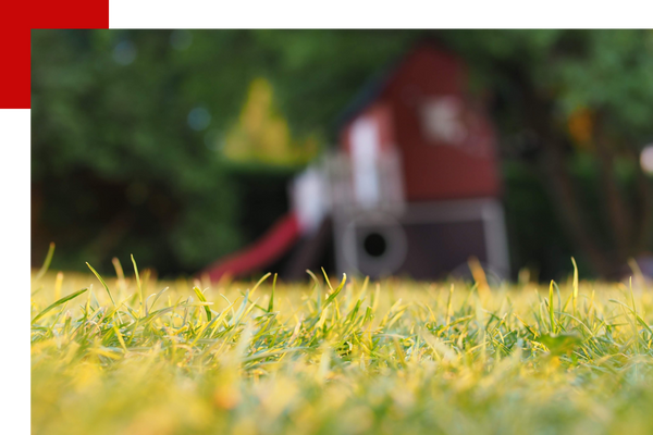 grass in backyard with playground in the background